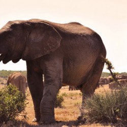 Addo Elephant